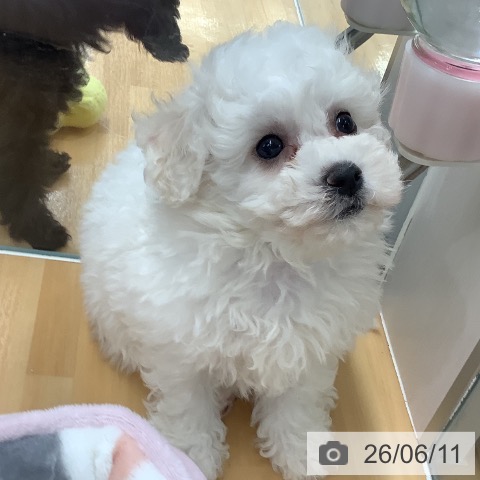 長野県のビションフリーゼ (ペットプラス 松本店/2026年4月4日生まれ/女の子/ホワイト)の子犬の3枚目の画像