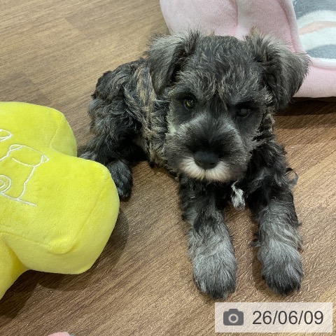 埼玉県のミニチュアシュナウザー (ペッツワン 吉川美南店/2026年4月8日生まれ/男の子/ソルトペッパー)の子犬の4枚目の画像