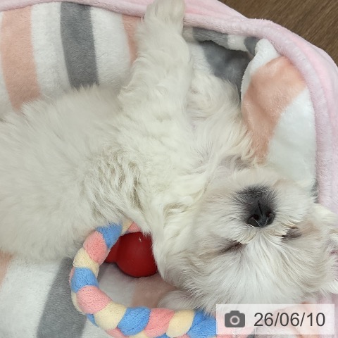千葉県のマルチーズ (ペッツワン 千葉ニュータウン店/2026年4月7日生まれ/女の子/ホワイト)の子犬の4枚目の画像