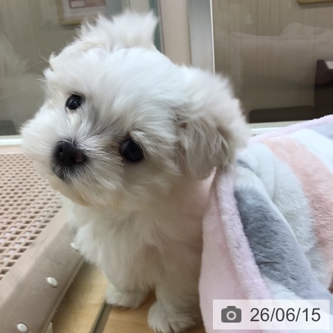 茨城県のマルチーズ (ペッツワン 古河店/2026年4月7日生まれ/女の子/ホワイト)の子犬の4枚目の画像