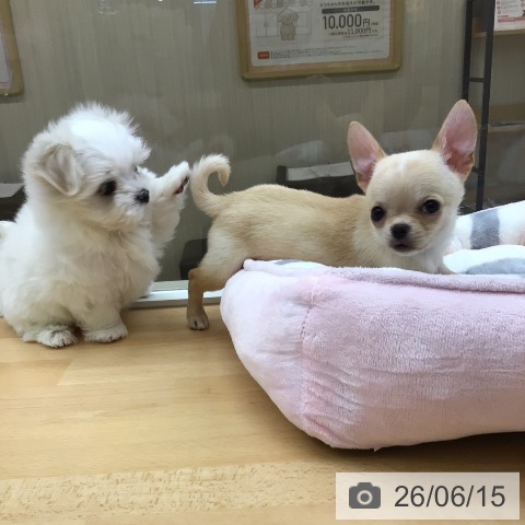 茨城県のマルチーズ (ペッツワン 古河店/2026年4月7日生まれ/女の子/ホワイト)の子犬の3枚目の画像