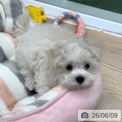 マルチーズの写真