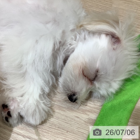 埼玉県のマルチーズ (ペットプラス 上尾店/2026年4月3日生まれ/男の子/ホワイト)の子犬の4枚目の画像