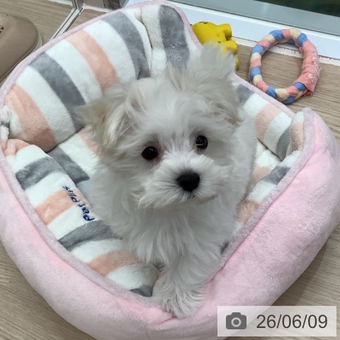 埼玉県のマルチーズ (ペットプラス 上尾店/2026年4月3日生まれ/男の子/ホワイト)の子犬の3枚目の画像