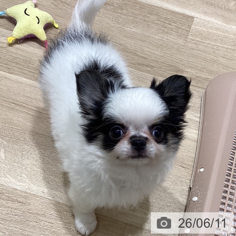 チワワの写真