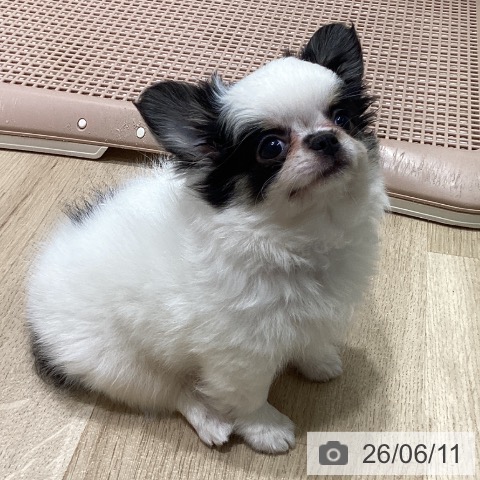 チワワの写真