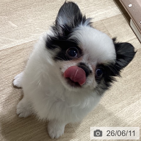 チワワの写真