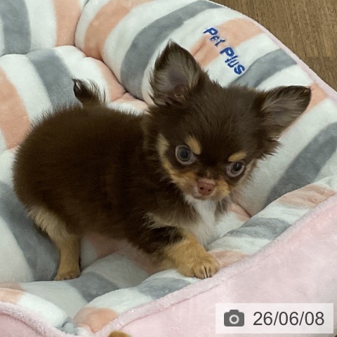 チワワの写真
