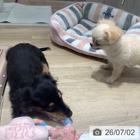 茨城県のミニチュアダックスフンド(ロング) (ペッツワン つくば店/2026年4月7日生まれ/男の子/ブラックタン)の子犬の3枚目の画像