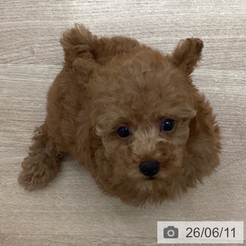 宮城県のトイプードル(トイ) (ペットプラス 仙台上杉店/2026年4月7日生まれ/女の子/レッド)の子犬の4枚目の画像