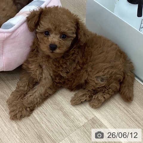 宮城県のトイプードル(トイ) (ペットプラス 仙台上杉店/2026年4月7日生まれ/女の子/レッド)の子犬の3枚目の画像