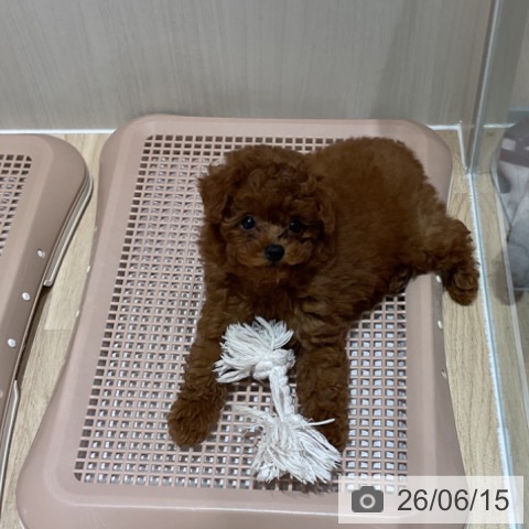 埼玉県のトイプードル(トイ) (ペットプラス ららぽーと富士見店/2026年4月8日生まれ/男の子/レッド)の子犬の4枚目の画像