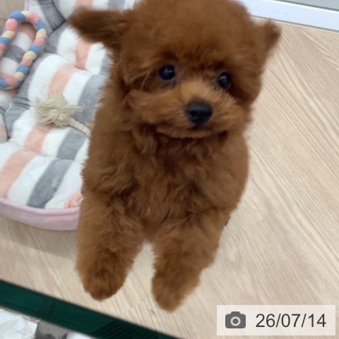 埼玉県のトイプードル(トイ) (ペットプラス ららぽーと富士見店/2026年4月8日生まれ/男の子/レッド)の子犬の4枚目の画像