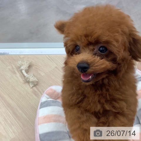 埼玉県のトイプードル(トイ) (ペットプラス ららぽーと富士見店/2026年4月8日生まれ/男の子/レッド)の子犬の3枚目の画像