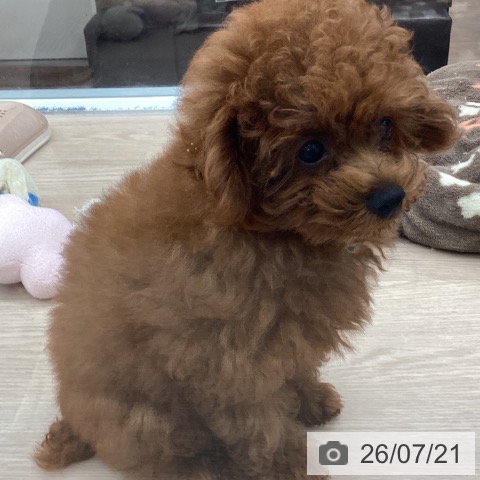 埼玉県のトイプードル(トイ) (ペットプラス 川口店/2026年4月8日生まれ/男の子/レッド)の子犬の3枚目の画像