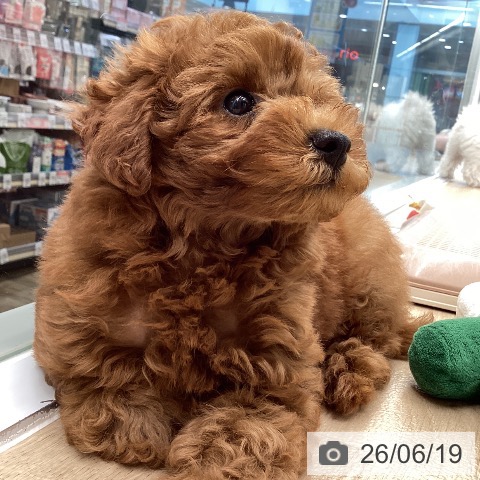 東京都のトイプードル(トイ) (ペットプラス むさし村山店/2026年4月8日生まれ/女の子/レッド)の子犬の4枚目の画像