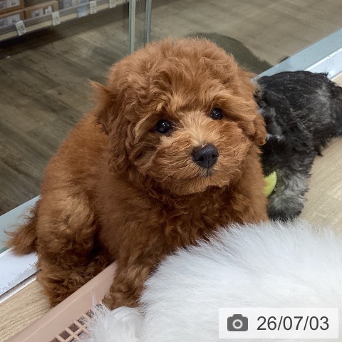 東京都のトイプードル(トイ) (ペットプラス むさし村山店/2026年4月8日生まれ/女の子/レッド)の子犬の4枚目の画像