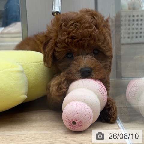 東京都のトイプードル(トイ) (ペットプラス むさし村山店/2026年4月8日生まれ/女の子/レッド)の子犬の3枚目の画像