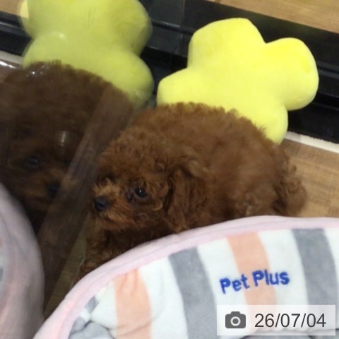 埼玉県のトイプードル(トイ) (ペッツワン 新座店/2026年4月8日生まれ/女の子/レッド)の子犬の4枚目の画像
