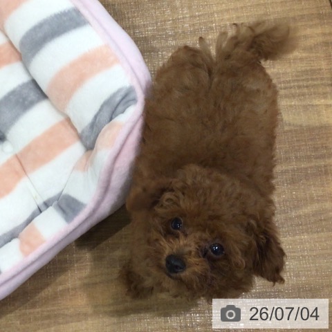 埼玉県のトイプードル(トイ) (ペッツワン 新座店/2026年4月8日生まれ/女の子/レッド)の子犬の3枚目の画像