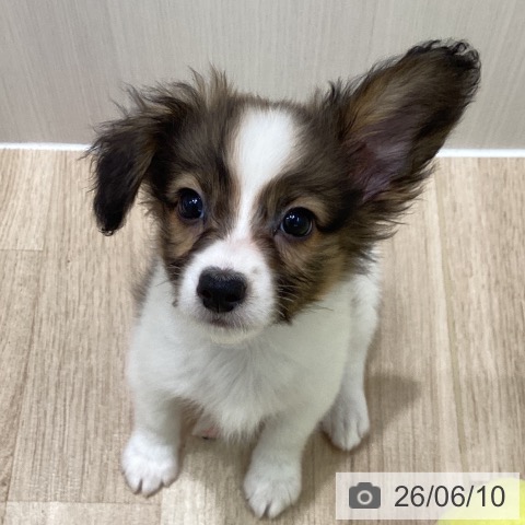 パピヨンの写真