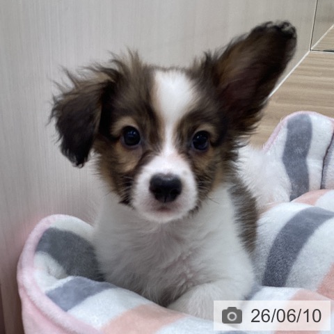 パピヨンの写真