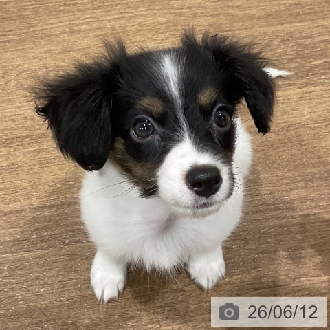 神奈川県のパピヨン (ペッツワン 小田原店/2026年4月8日生まれ/女の子/トライカラー)の子犬の4枚目の画像