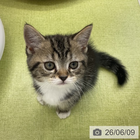 千葉県のミヌエット (ペットプラス 成田店/2026年4月7日生まれ/男の子/ブラウンタビーホワイト)の子猫の4枚目の画像