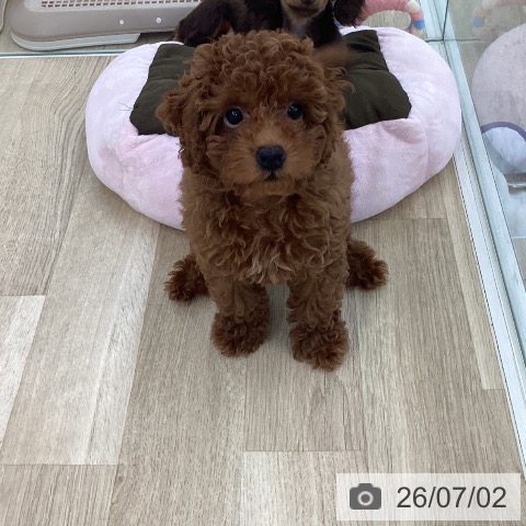 山梨県のトイプードル(トイ) (ペットプラス 甲府国母店/2026年4月8日生まれ/男の子/レッド)の子犬の3枚目の画像