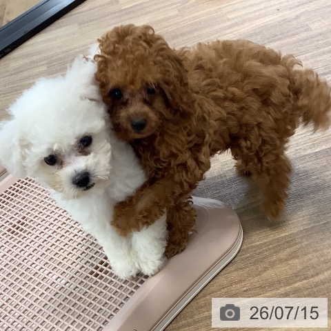 茨城県のトイプードル(トイ) (ペッツワン 阿見店/2026年4月8日生まれ/女の子/レッド)の子犬の4枚目の画像