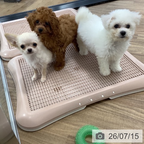 茨城県のトイプードル(トイ) (ペッツワン 阿見店/2026年4月8日生まれ/女の子/レッド)の子犬の3枚目の画像