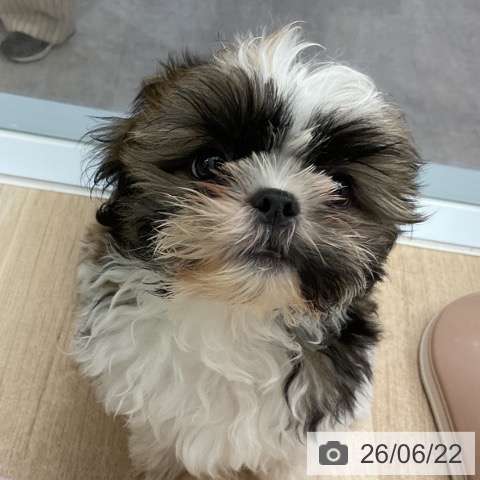神奈川県のシーズー (ペットプラス 天王町店/2026年4月3日生まれ/男の子/ホワイトゴールド)の子犬の3枚目の画像