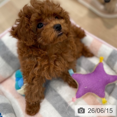東京都のトイプードル(トイ) (ペットプラス 大井町トラックス店/2026年4月1日生まれ/女の子/レッド)の子犬の3枚目の画像
