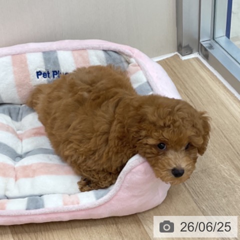 神奈川県のトイプードル(トイ) (ペットプラス アミーゴ藤沢店/2026年4月6日生まれ/男の子/アプリコット)の子犬の4枚目の画像