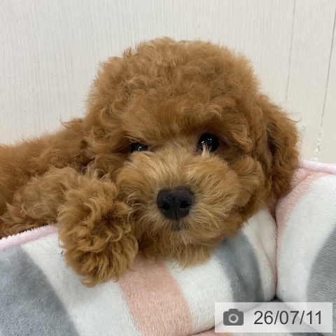 神奈川県のトイプードル(トイ) (ペットプラス アミーゴ藤沢店/2026年4月6日生まれ/男の子/アプリコット)の子犬の3枚目の画像