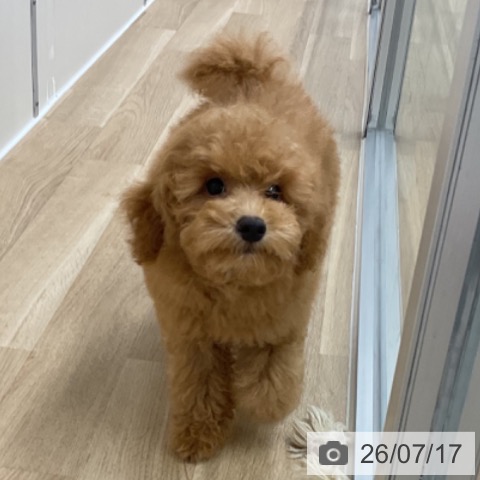 神奈川県のトイプードル(トイ) (ペットプラス アミーゴ藤沢店/2026年4月6日生まれ/男の子/アプリコット)の子犬の3枚目の画像