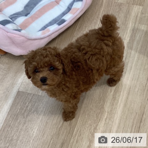 千葉県のトイプードル(トイ) (ペットプラス 船橋店/2026年4月6日生まれ/男の子/アプリコット)の子犬の4枚目の画像