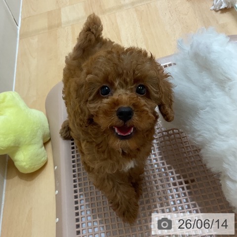 千葉県のトイプードル(トイ) (ペットプラス 成田店/2026年4月9日生まれ/女の子/レッドフォーン)の子犬の3枚目の画像