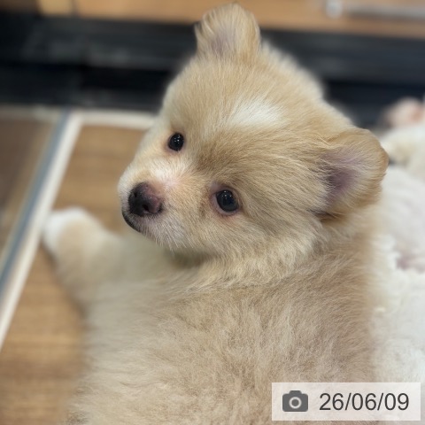 埼玉県のポメラニアン (ペッツワン 新座店/2026年4月9日生まれ/男の子/クリームホワイト)の子犬の4枚目の画像