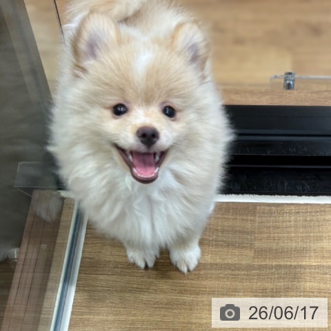 埼玉県のポメラニアン (ペッツワン 新座店/2026年4月9日生まれ/男の子/クリームホワイト)の子犬の3枚目の画像
