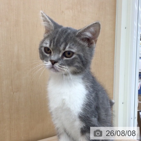 青森県のスコティッシュフォールド (ペットプラス 青森浜田店/2026年4月9日生まれ/男の子/ブルータビーホワイト)の子猫の4枚目の画像