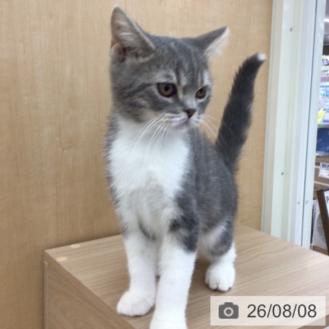 青森県のスコティッシュフォールド (ペットプラス 青森浜田店/2026年4月9日生まれ/男の子/ブルータビーホワイト)の子猫の3枚目の画像