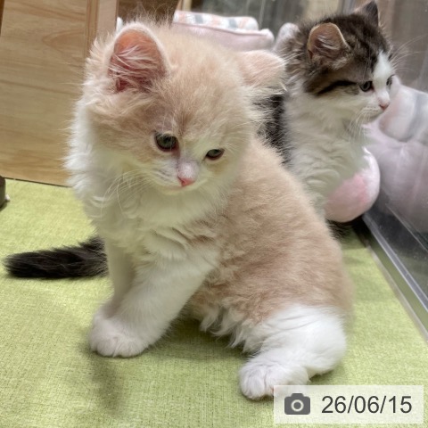 千葉県のスコティッシュフォールド (ペットプラス 幕張新都心店/2026年4月4日生まれ/男の子/クリームタビーホワイト)の子猫の3枚目の画像
