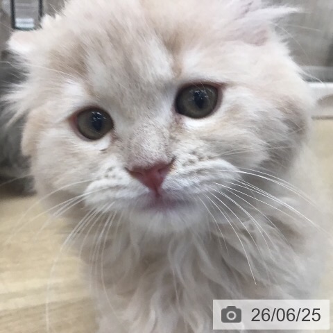 茨城県のスコティッシュフォールド (ペットプラス つくば店/2026年4月4日生まれ/女の子/クリームタビー)の子猫の3枚目の画像