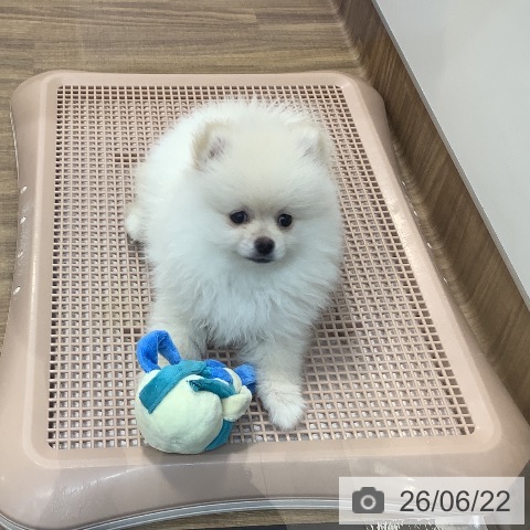 茨城県のポメラニアン (ペッツワン 阿見店/2026年4月8日生まれ/男の子/クリーム)の子犬の4枚目の画像