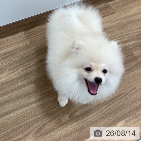 茨城県のポメラニアン (ペッツワン つくば店/2026年4月8日生まれ/男の子/クリーム)の子犬の4枚目の画像