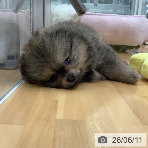 長野県のポメラニアン (ペットプラス 松本店/2026年4月8日生まれ/女の子/オレンジ)の子犬の3枚目の画像