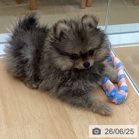 長野県のポメラニアン (ペットプラス 松本店/2026年4月8日生まれ/女の子/オレンジ)の子犬の3枚目の画像