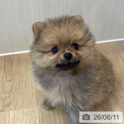 ポメラニアンの写真