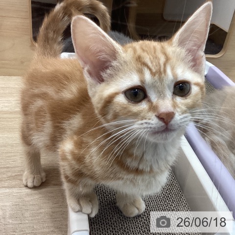 宮城県のマンチカン (ペットプラス 名取店/2026年4月6日生まれ/女の子/レッドタビー)の子猫の4枚目の画像